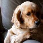 Dog with Sad Face