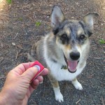 Dog Training Clicker